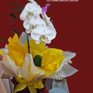Orquídeas