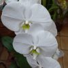 Orquídeas - Image 3