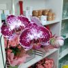 Orquídeas - Image 2
