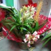 Orquídeas - Image 6