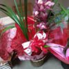 Orquídeas - Image 5